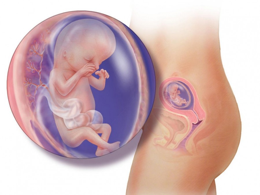 11 неделя беременности - подробное описание что происходит с мамой и малышом