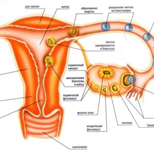 Федорино горе: что стоит за трогательной историей о любви и ласке