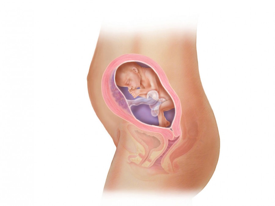23 неделя беременности - изменения организма, ощущения и особенности развития ребенка