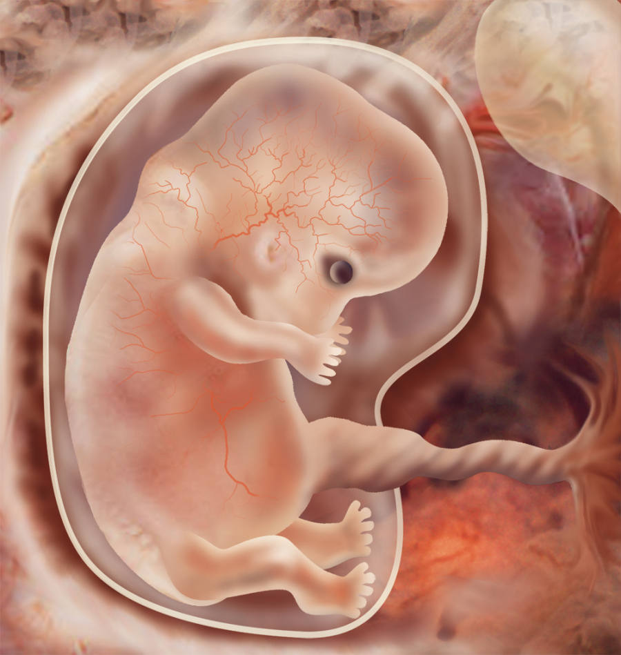7 weeks. Эмбрион на 7 неделе беременности. Зародыш 6-7 недель беременности. 7 Недель беременности фото эмбриона. 7 Недель беременности эмбр.