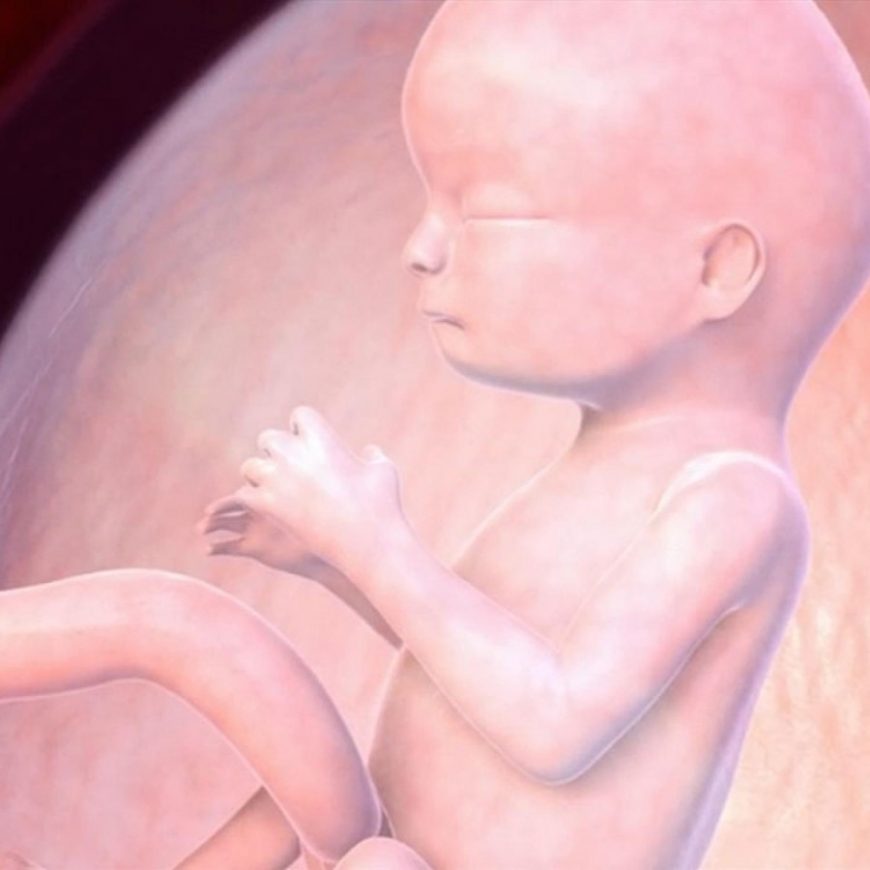Фото ребенка в 14 недель беременности фото