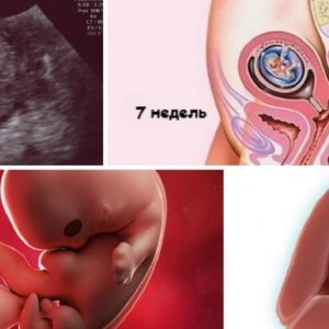 7 неделя беременности — ощущения матери и описание что происходит с зародышем на этой стадии