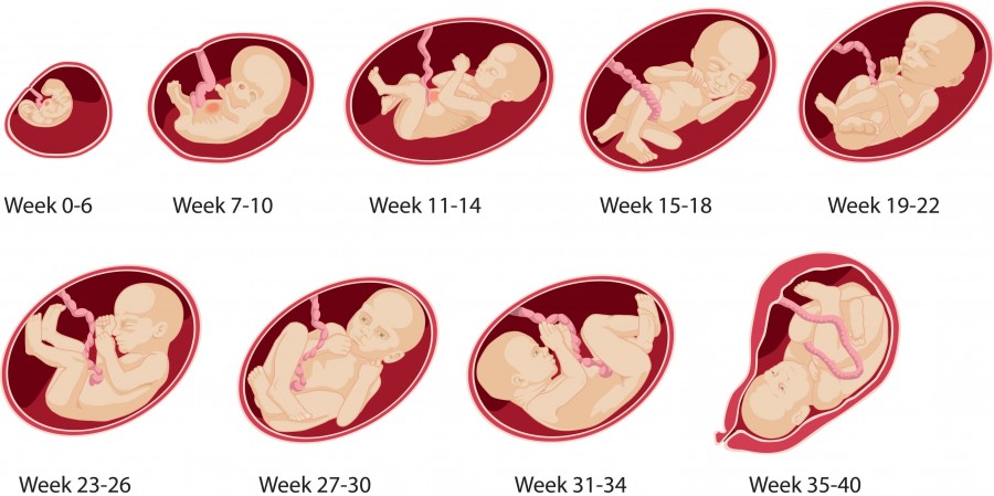 7 неделя беременности - ощущения матери и описание что происходит с зародышем на этой стадии