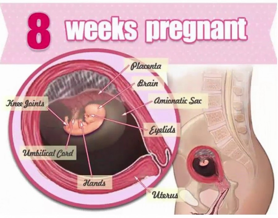 Матка 6 7 недель. Пятая неделя беременности.