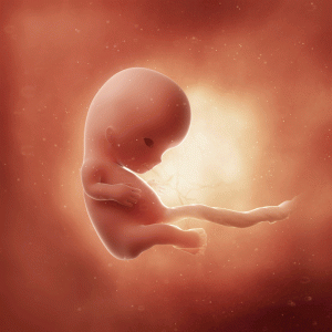 9 неделя беременности: что происходит с организмом матери и как развивается плод