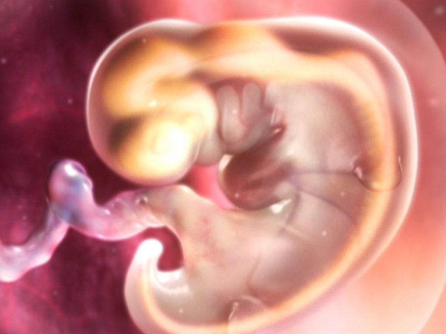 9 недель беременности фото живота и плода thumbnail