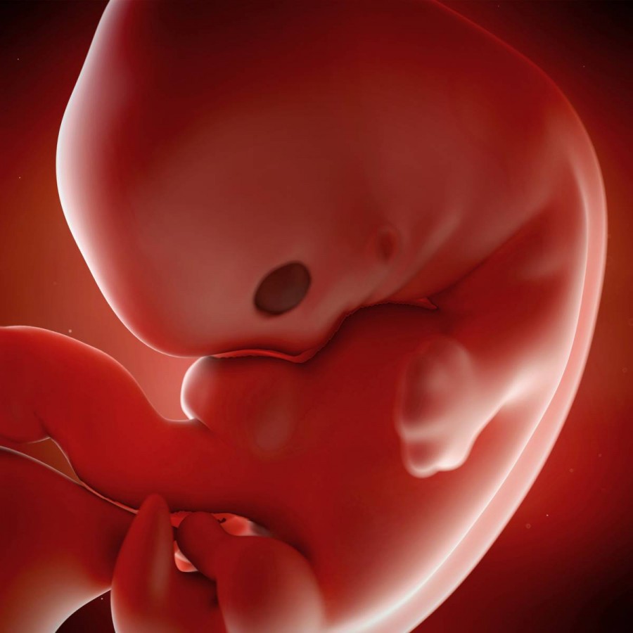 Вторая беременность живот на 9 неделе thumbnail