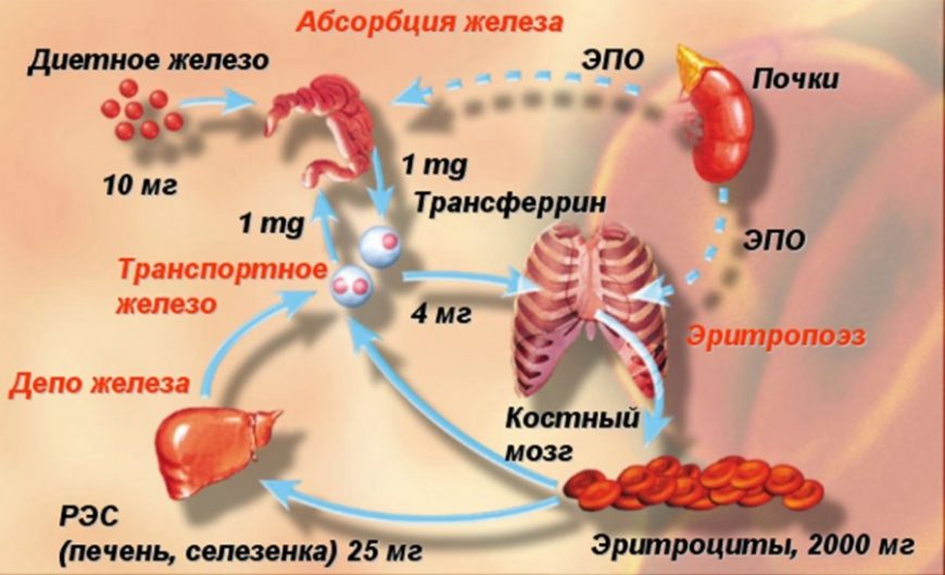 Анемия у детей картинки