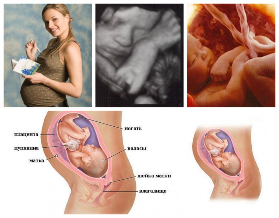 Беременность по неделям: ощущение матери, развитие плода и этапы формирование человека