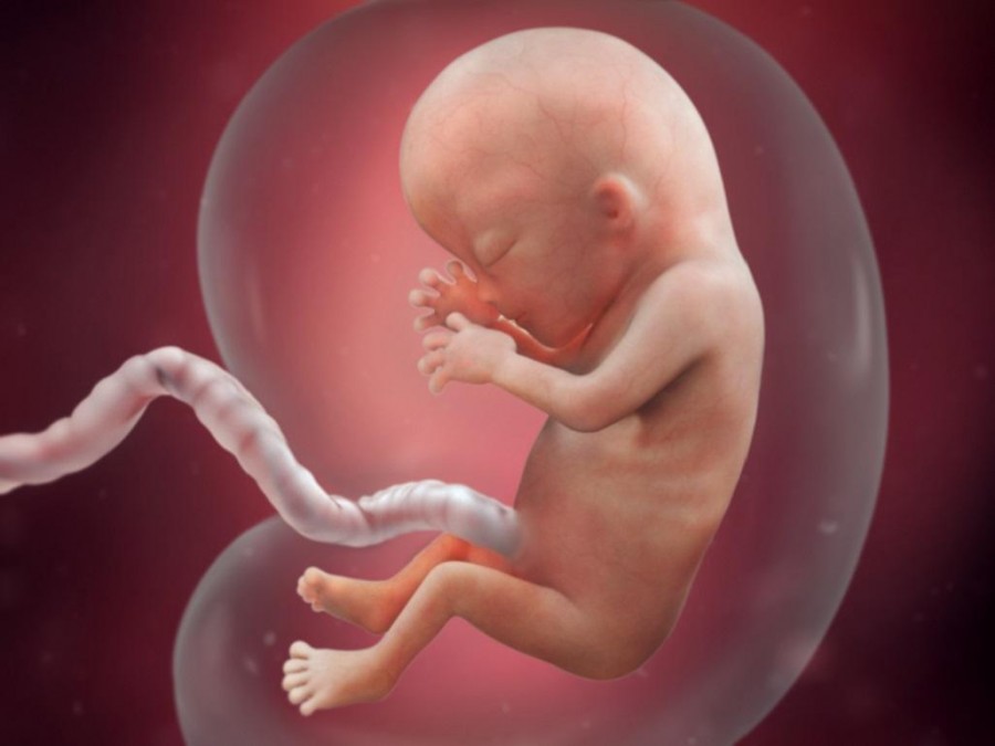 Начало беременности - описание ощущений и развитие плода на первых этапах беременности