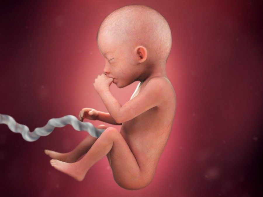 16 неделя беременности: что происходит с ребенком и мамой на этом сроке