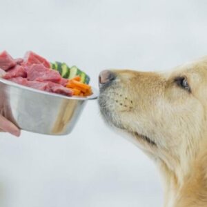 Мясо для собак: здоровое питание для наших питомцев