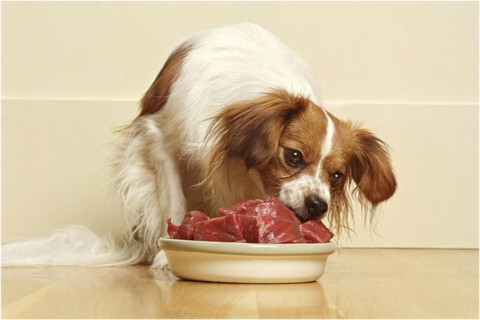 Мясо для собак: здоровое питание для наших питомцев