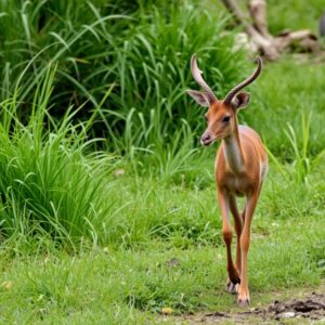 Редкие животные: удивительные создания нашего мира, о которых стоит знать